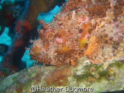 Scorpionfish on the wreck of the Beaufighter, Malta. by Heather Dugmore 